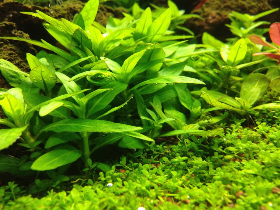 Аквариум акваскейп голландский