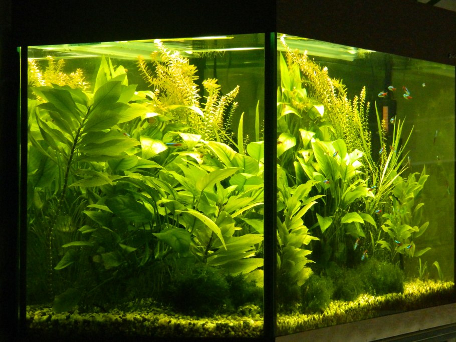 Погостемон Мидл Грин