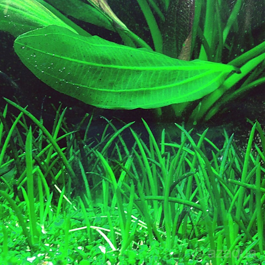 Элеохарис вивипара