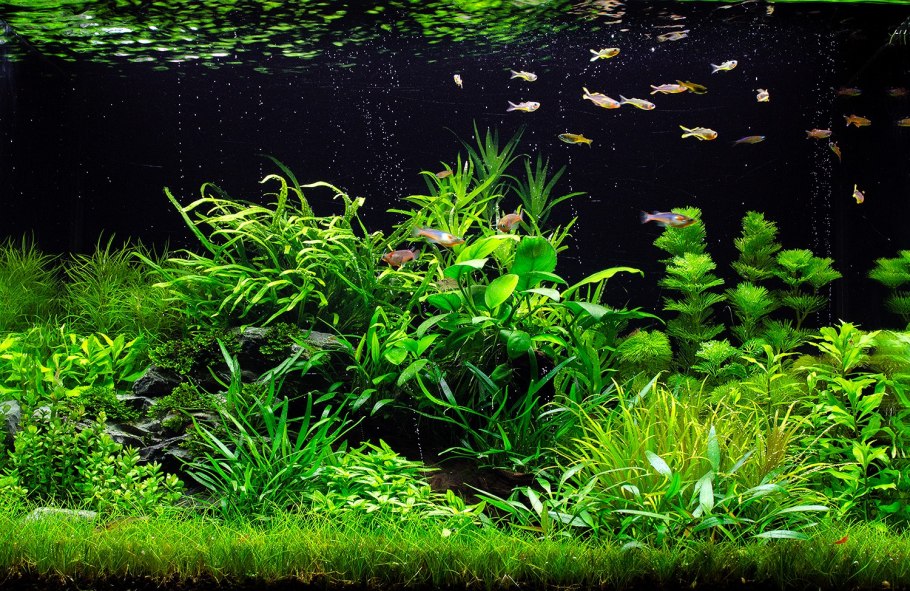 Нимфоидес Флиппер