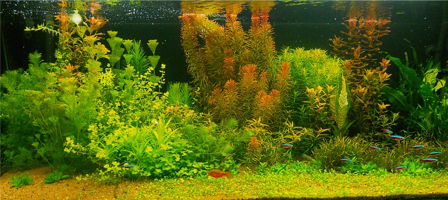 Людвигия Пилоса аквариумное