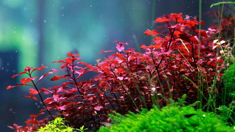 Аквариумные растения доля в массе