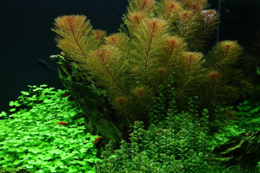 Кабомба Акватика