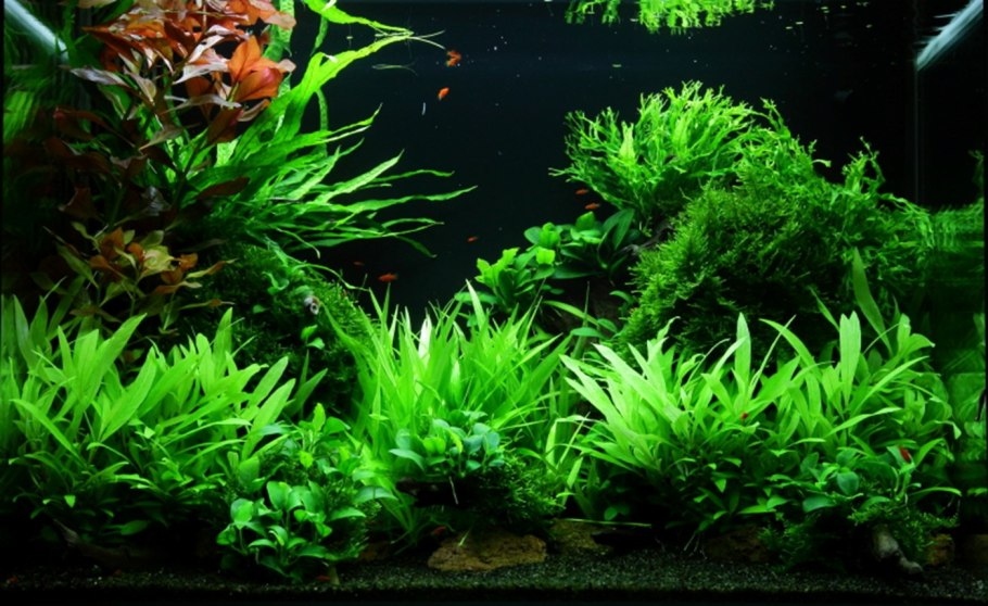 Людвигия Аркуата