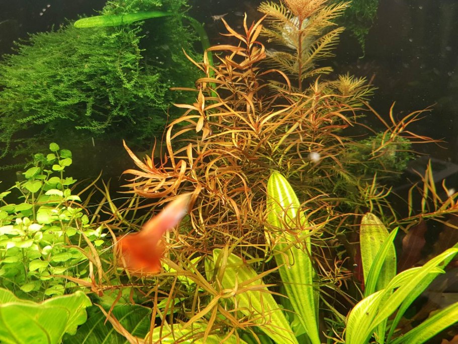 Эхинодорус Блехера