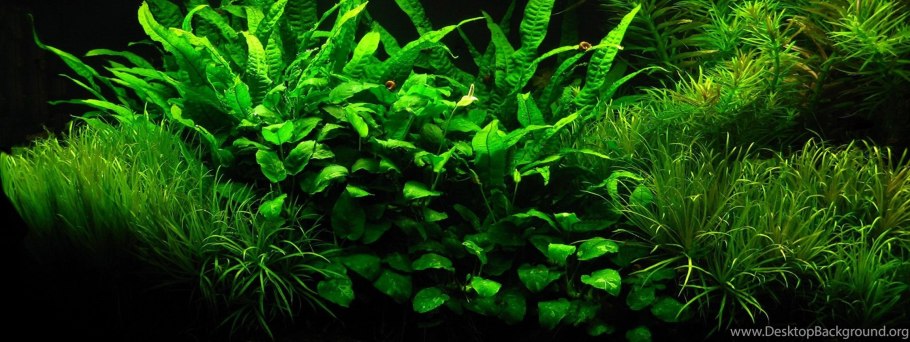 Сагиттария субулата