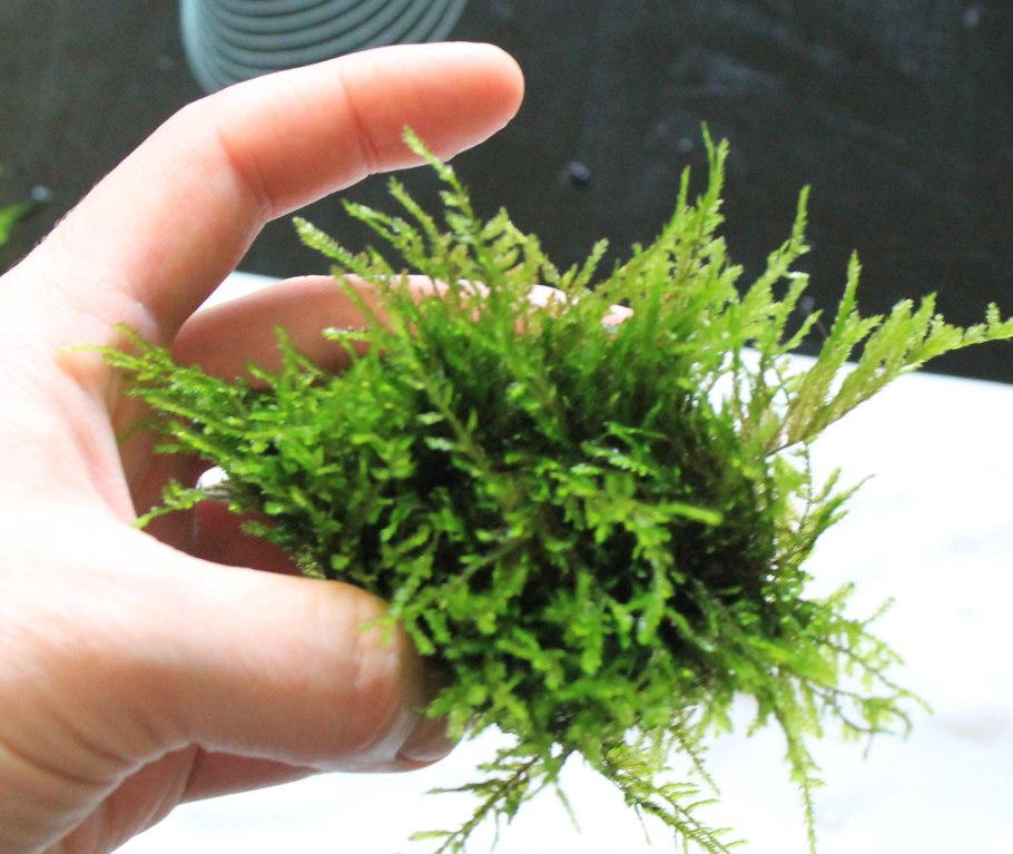 Амбулия аквариумное растение