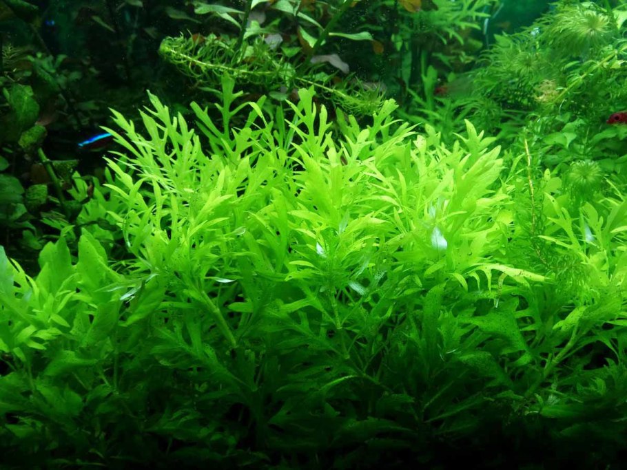 Фуртадо аквариумное растение