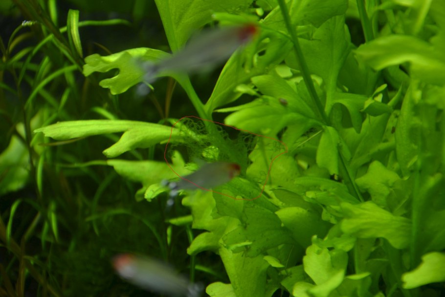 Роголистник Перистолистник