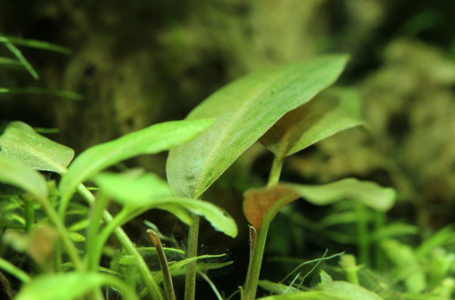 Искусственное растение Tetra Cabomba l