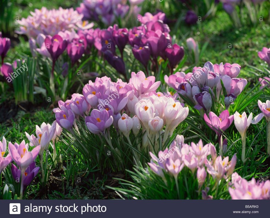 Луковичные цветы крокусы