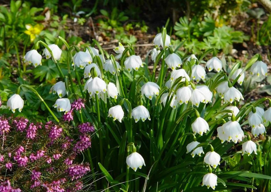 Клумба с хионодоксой рябчиком тюльпан мускари лилейник Крокус