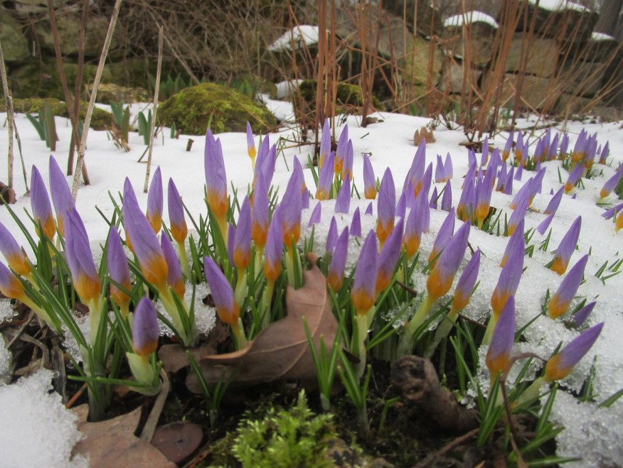 Крокусы, пушкиния, Сцилла