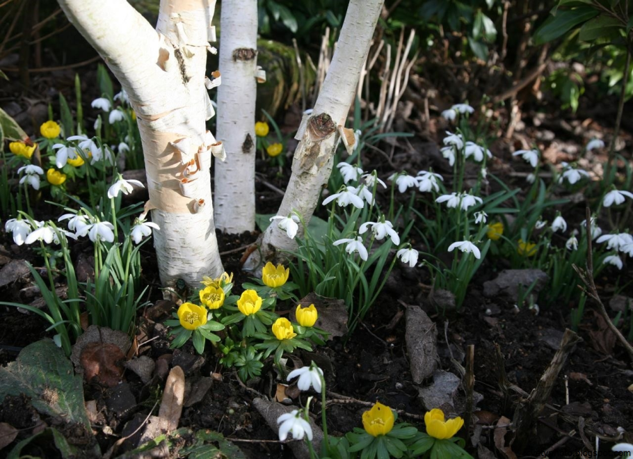 Мелколуковичные растения Крокус