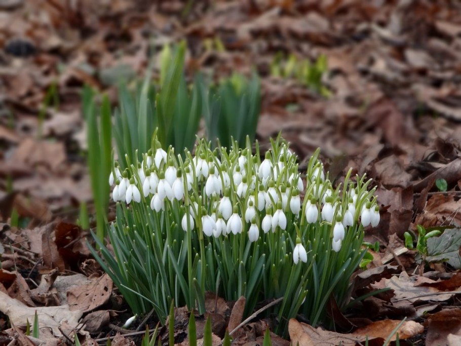 Ботанический сад цветение первоцветов