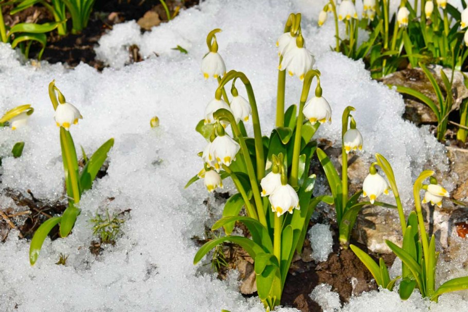 Первоцвет Eranthis (Эрантис)