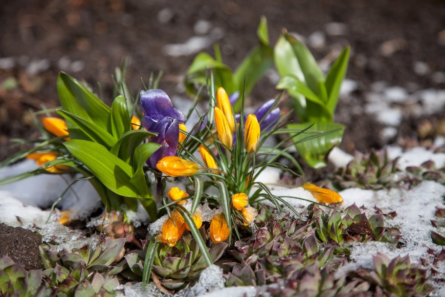 Раннецветущие луковичные