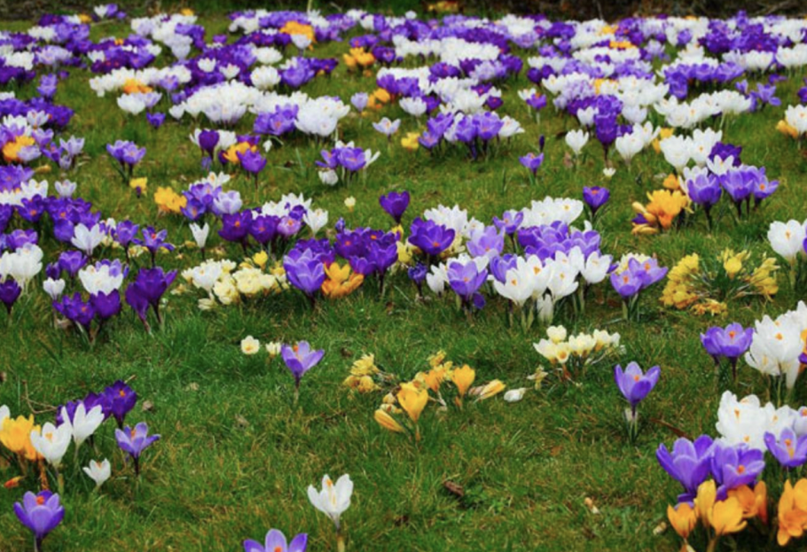 Луковичные многолетники первоцветы