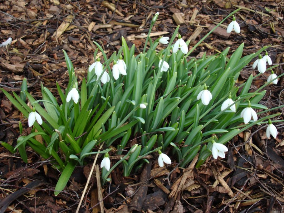 Первоцвет луковичный крокусы