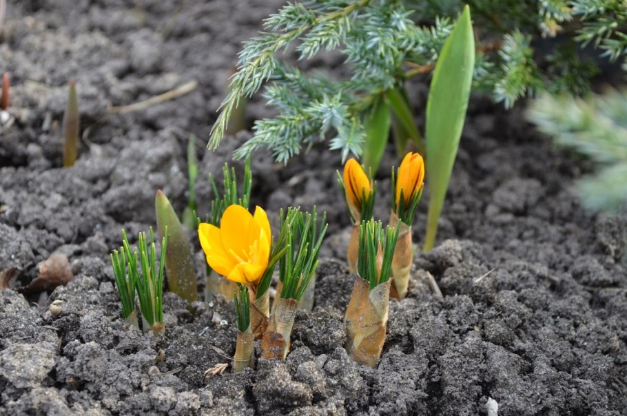 Луковичные первоцветы на Урале