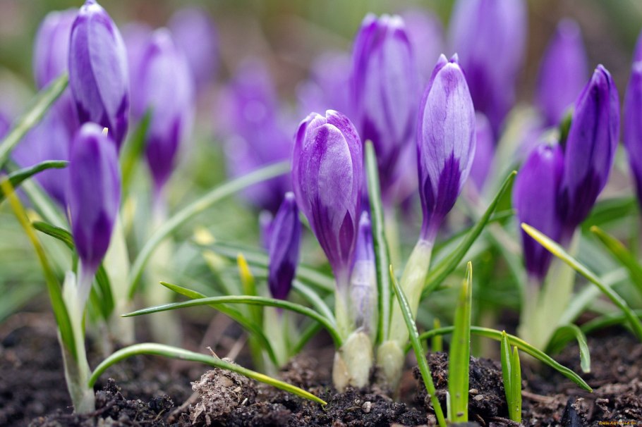 Мускари и примула Юлии на клумбе