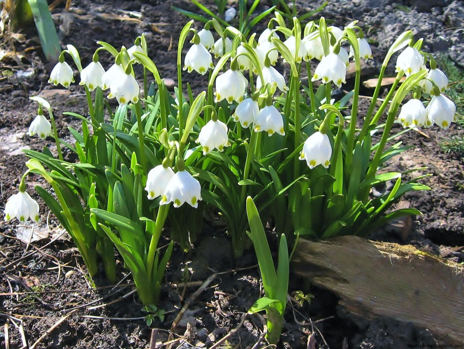 Нарциссы первоцветы луковичные