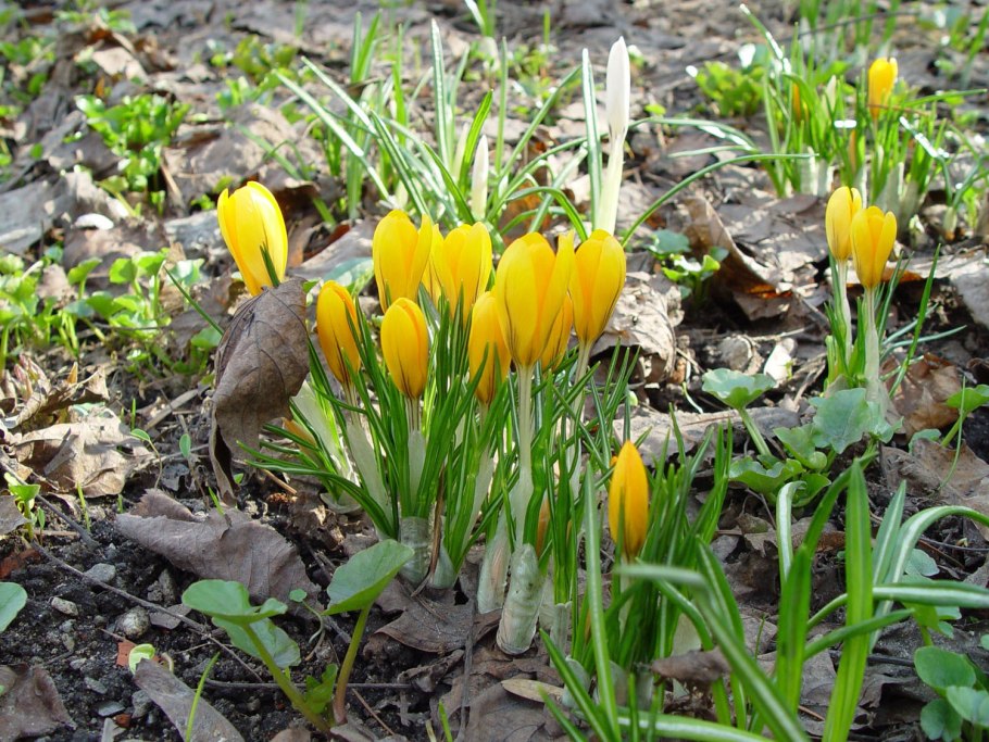 Крокусы клумба с многолетниками