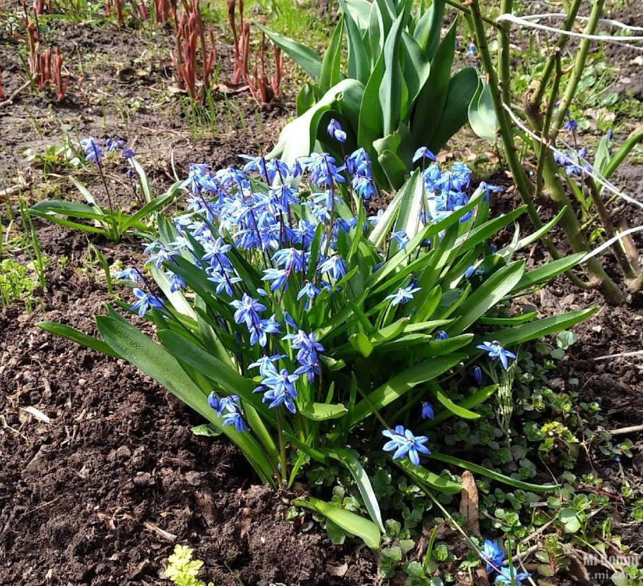 Крокусы на грядке