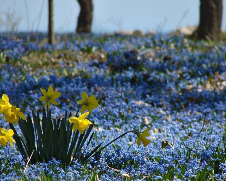 Мускари Крокус тюльпан гиацинт