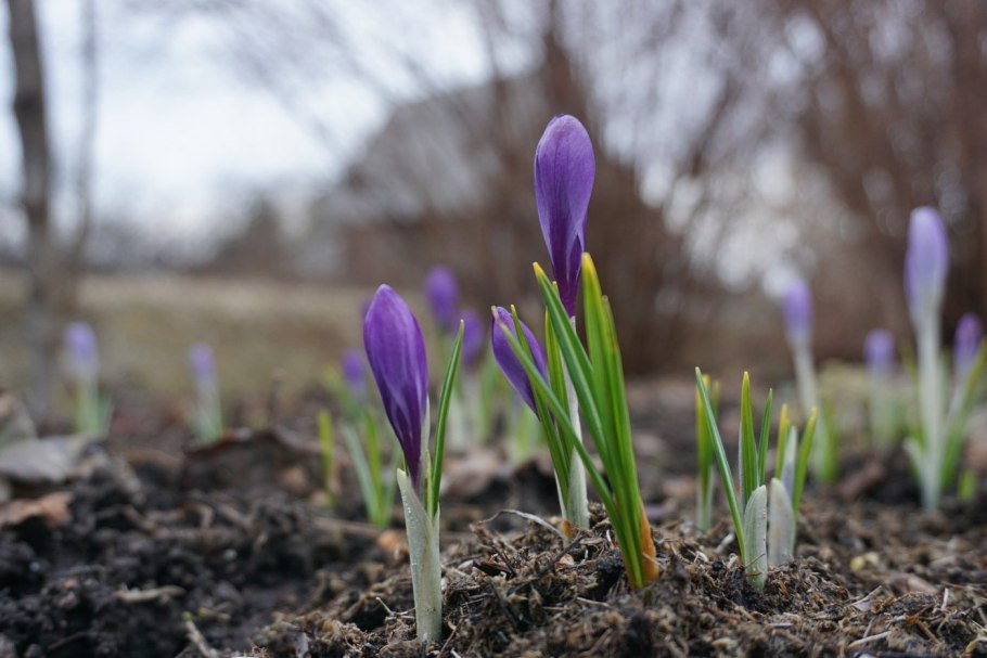 Ранняя Весна в саду