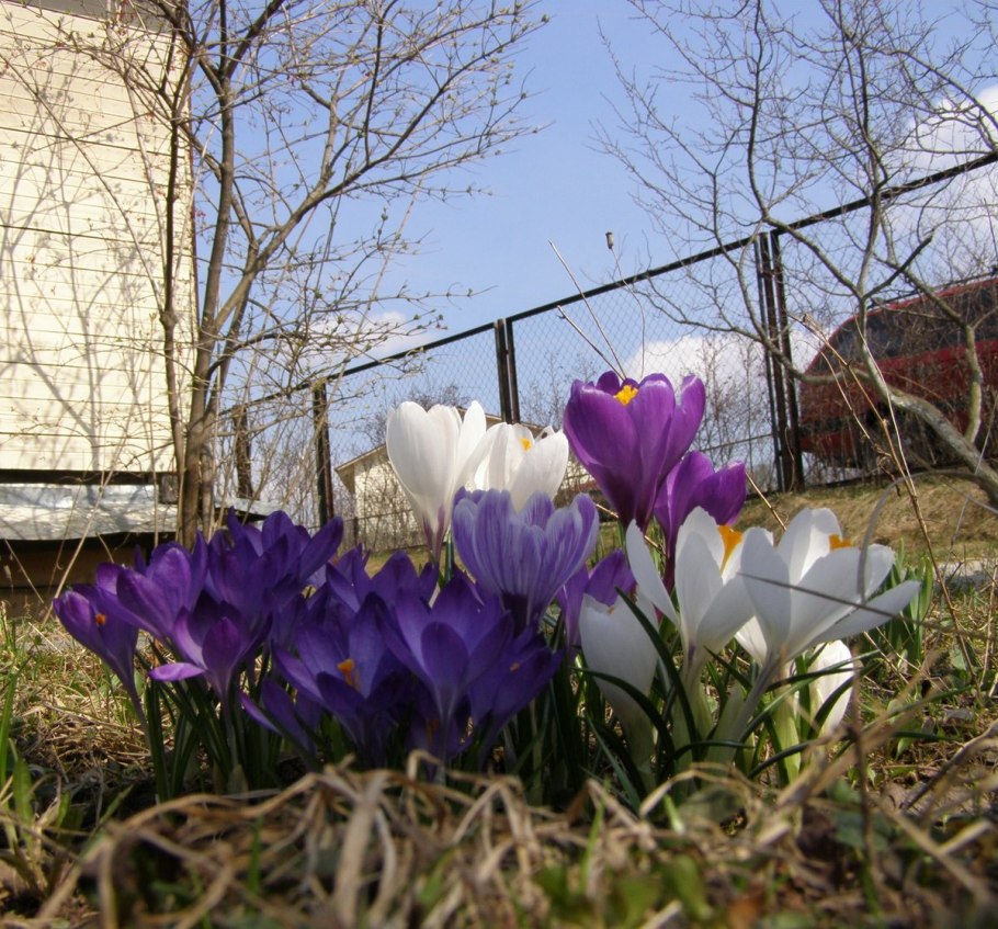 Галантусы; • безвременник; • белоцветник