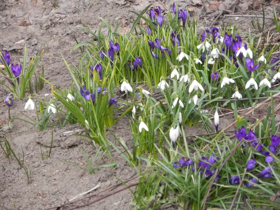 Цвет мускари