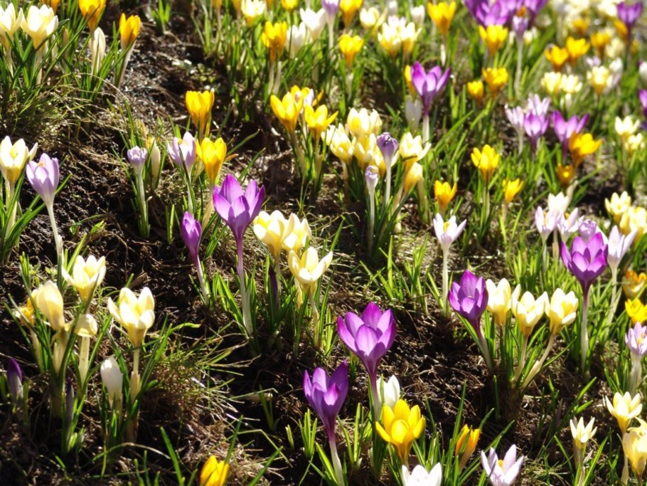 Весна на участке