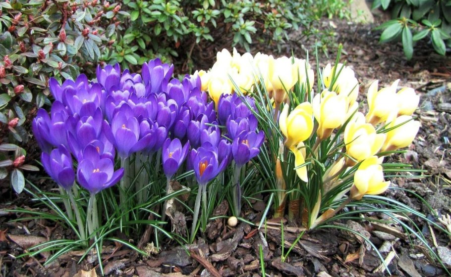 Пролески Весна Великобритания