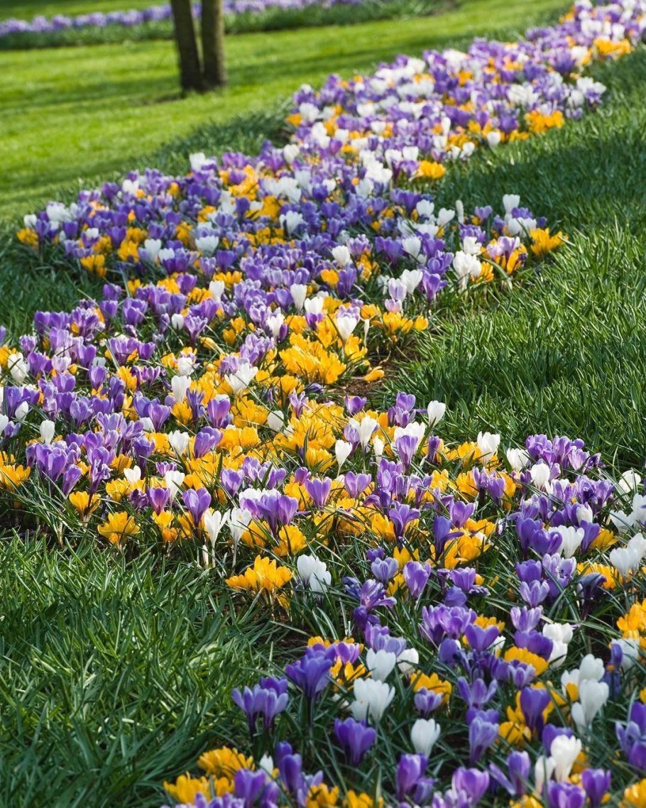 Цветы весной в саду