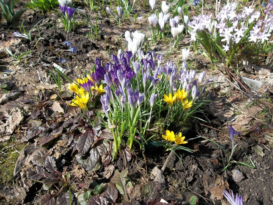 Печёночница обыкновенная крокусы