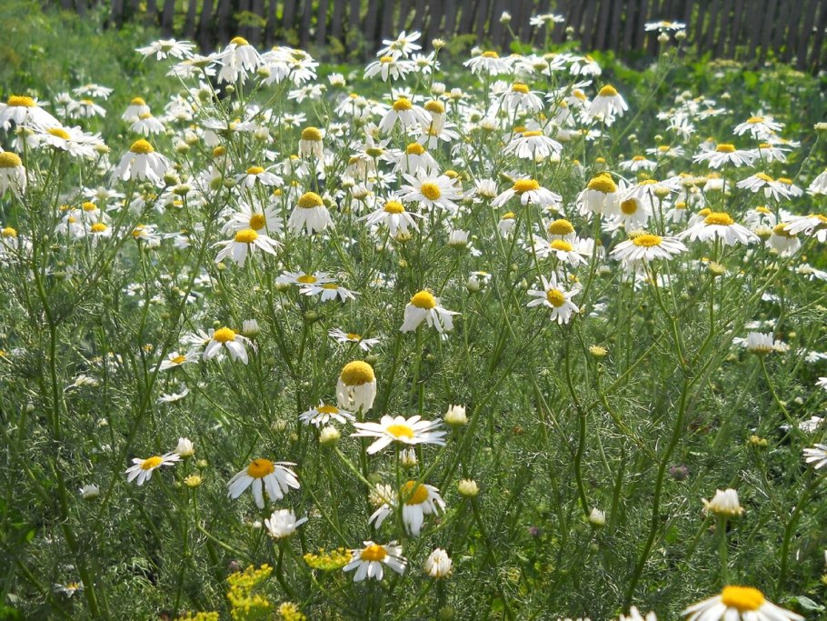 Ромашка аптечная рассыпная