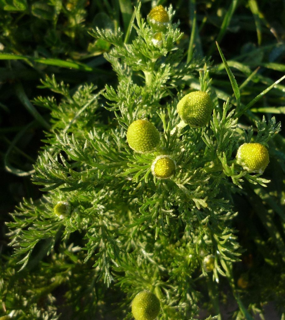 Ромашка шершавоплодная