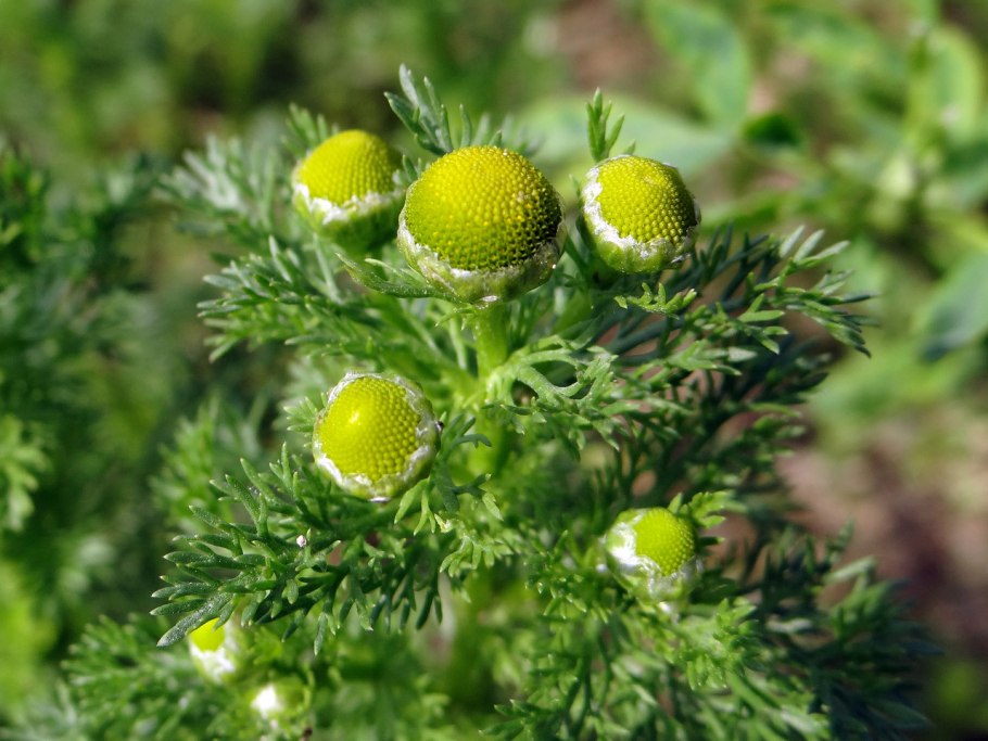 Ромашка лекарственная соцветие