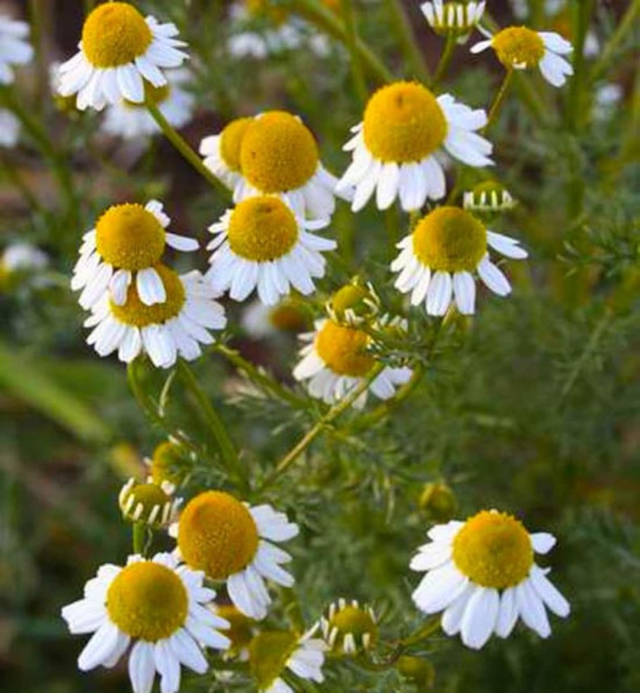 Матрикария Хамомилла