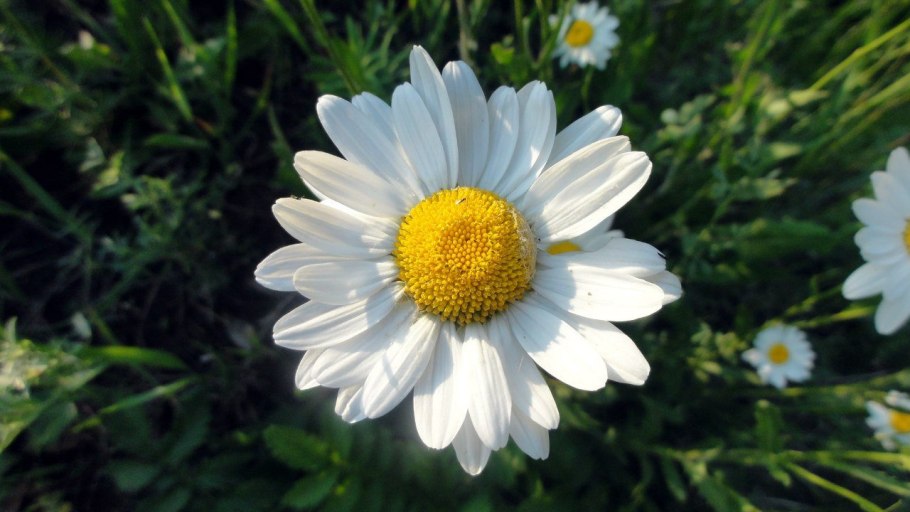 Ромашка лекарственная куст