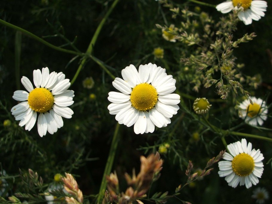 Цветок матрикария Хамомилла