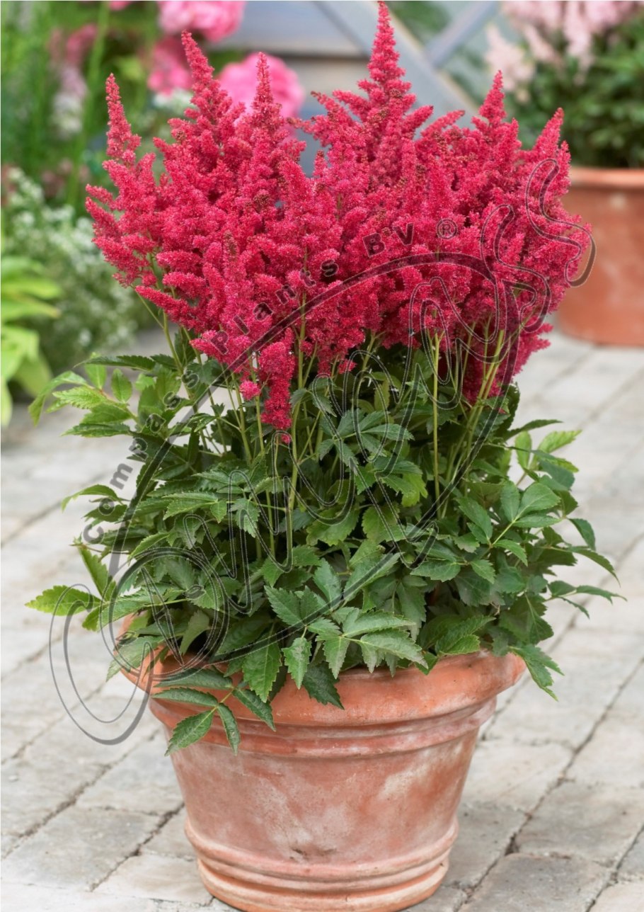 Астильба Фрея Freya