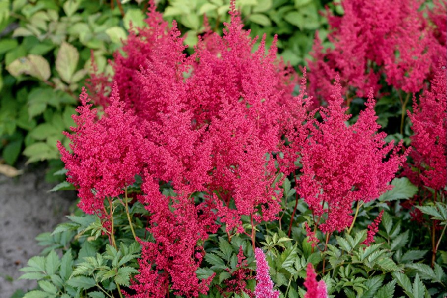 Клумба Волжанка астильба Хоста