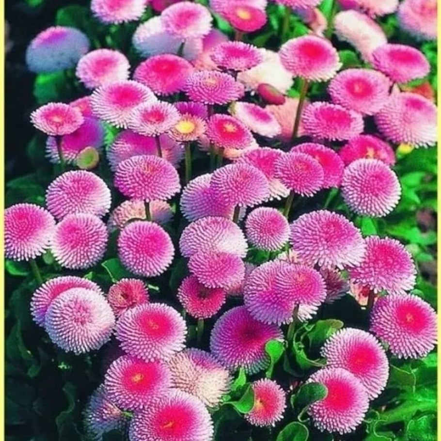 Цветы многолетники Маргаритка белая