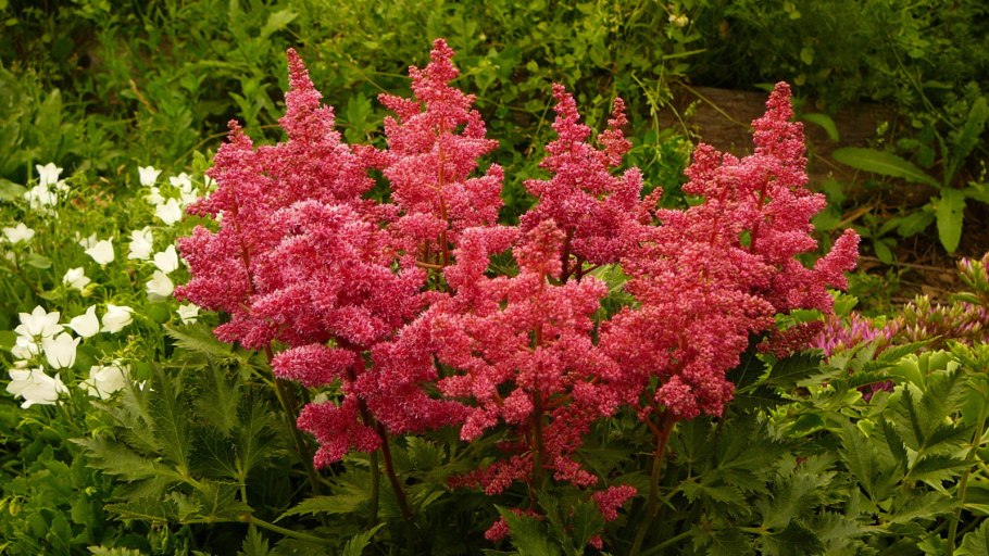 Молочай многоцветковый (Euphorbia polychroma)