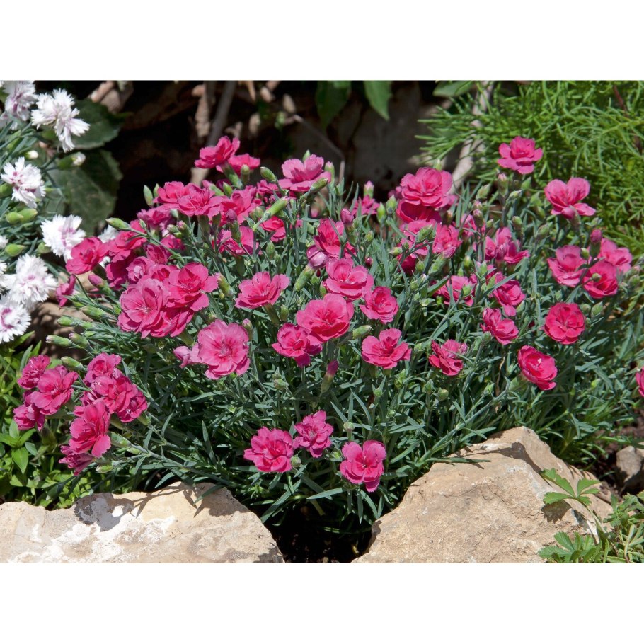 Гвоздика Альпийская Рубин