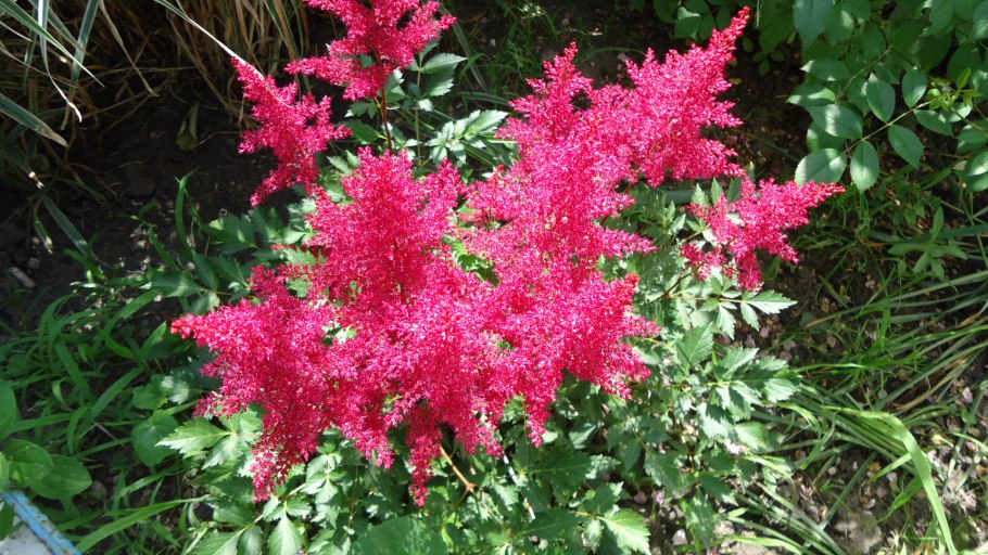 Лиатрис спиката Кобольд