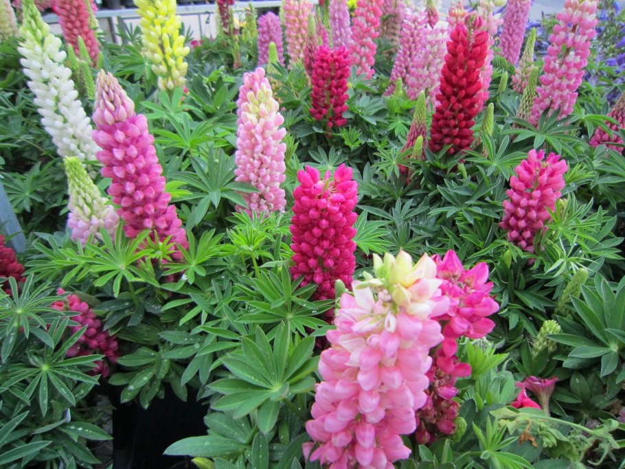 Астильба Арендса аметист