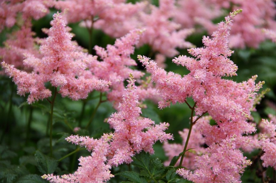 Бегония вечноцветущая ампельная